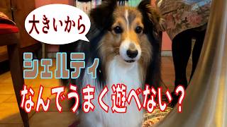 【シェルティ】なんでうまく遊べない？【フランス田舎暮らし🇫🇷】#犬の散歩 #賢い犬 #犬のいる暮らし #マイペースな犬