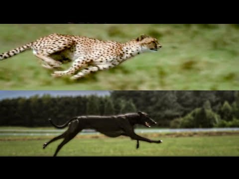 Cheetah vs. Greyhound Speed Test