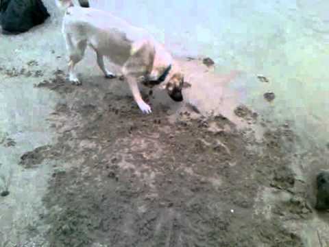 Vafa Shelter (Iran)'s Hapoo at the beach - playing with Kelp