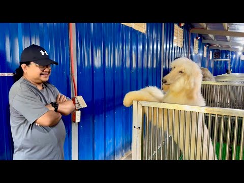 LARGE DOG BREEDS IN THE WORLD: 31 BREEDS, 170 DOGS in one KENNEL Farm!