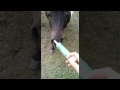 Trying to give apple flavored wormer to ponies!