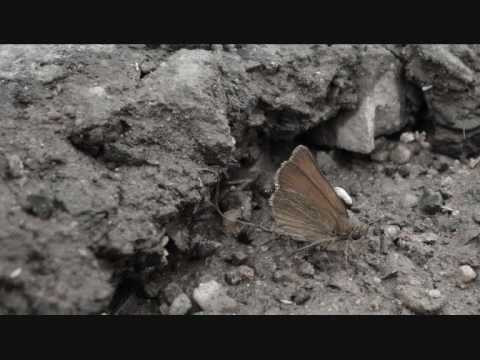 Jakub Smolík-Když andělé pláčou