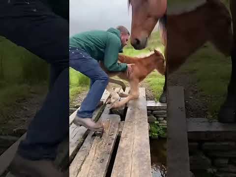 Man Frees Foal, Mother Thanks Him