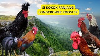 Download lagu Uniknya Ayam Berkokok Panjang! Suara Merdu yang Bikin Kagum mp3