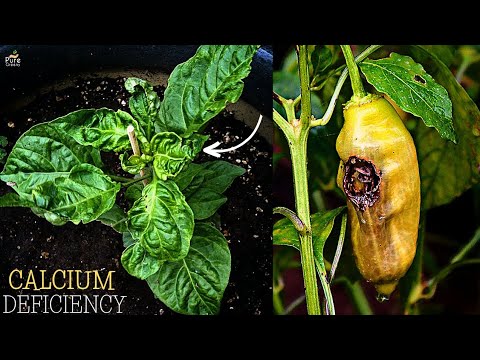 , title : '4 Causes & Effects of Calcium Deficiency in Pepper Plants... (Cure This Way)'