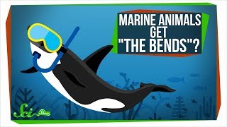 Why Don't Marine Animals Get "The Bends"?