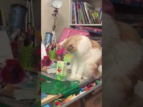 Awesome Cat drinking apple juice