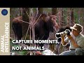 Wildlife Through The Lens Of An Animal Photographer AI FULL DOCUMENTARY