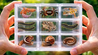 I Caught 9 Amazing Creatures.Geckos, Land Crabs, Millipedes, Toads &amp; Snails! 😱#millipede #animals 