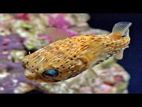 Puffer Fish - Tropical Fish Species