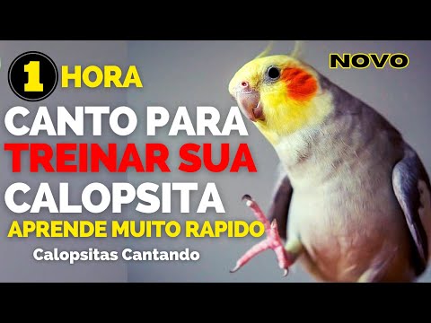 CALOPSITA CANTANDO 1 hora de CANTO DE CALOPSITAS para Treinar Calopsitas Assobio de Calopsitas