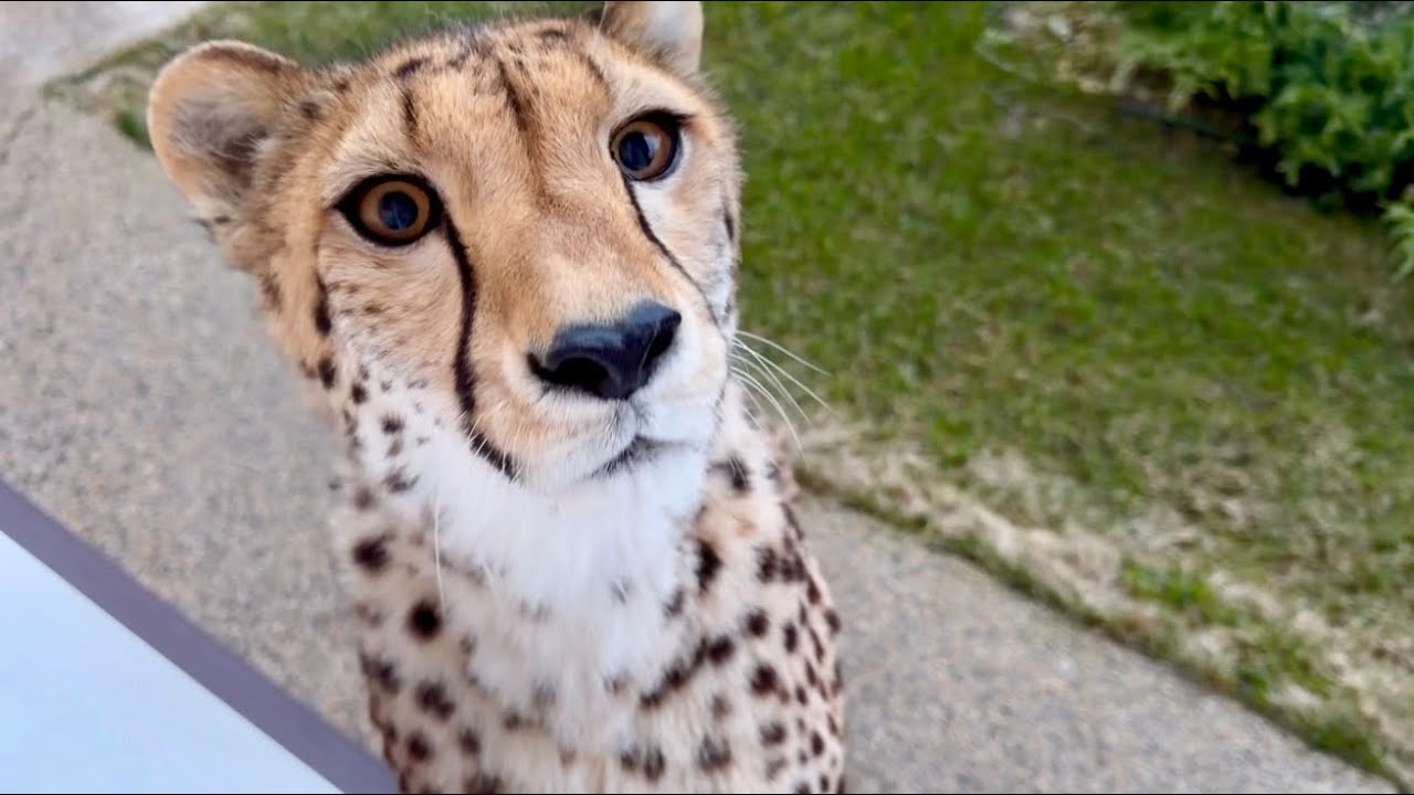 Гепардик выпросила еду своими невероятными глазами🙏