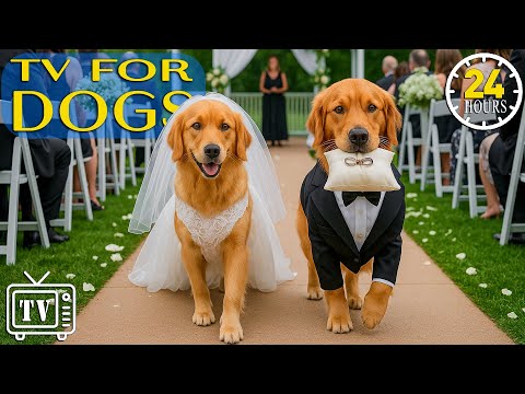24 Hours Dog TV: All-Day Anti-Anxiety Music for Dogs | Calming Videos to Prevent Boredom Home Alone