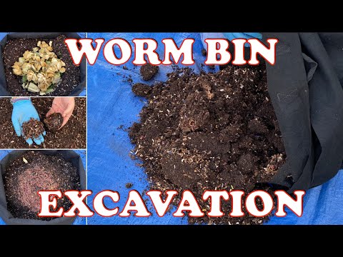 Outdoor Worm Bin Gets Dumped Out To Check Conditions + 3000 Worm Time Lapse Vermicompost Worm Farm