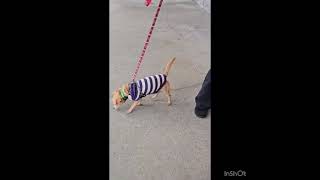 Video preview image #1 Chihuahua Puppy For Sale in Seattle, WA, USA