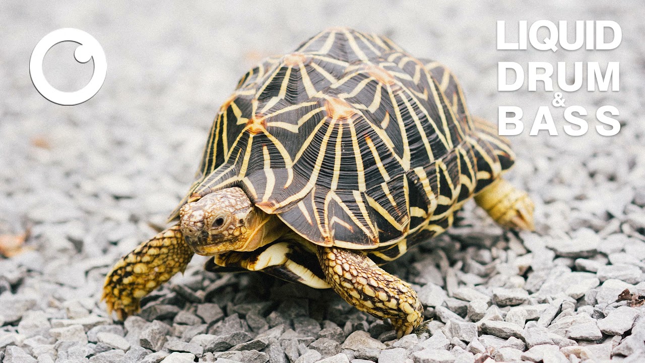 Liquid Drum & Bass Mix 2022 #53