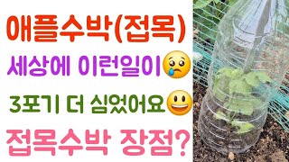 애플수박(접목묘) 추가로 3포기 더 심었어요???? 접몹수박 재배 목적 및 장점?