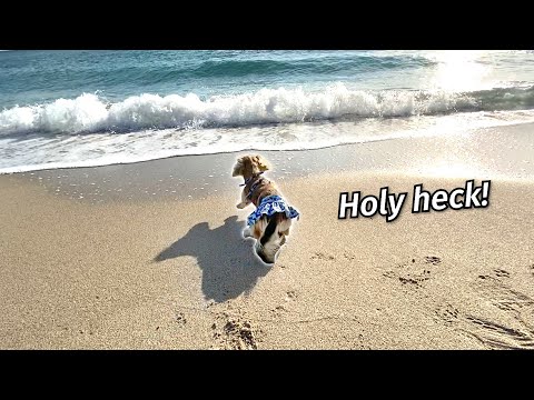 Ep 41: The Dogs Visit MIAMI — Daphne's FIRST TIME in the City!