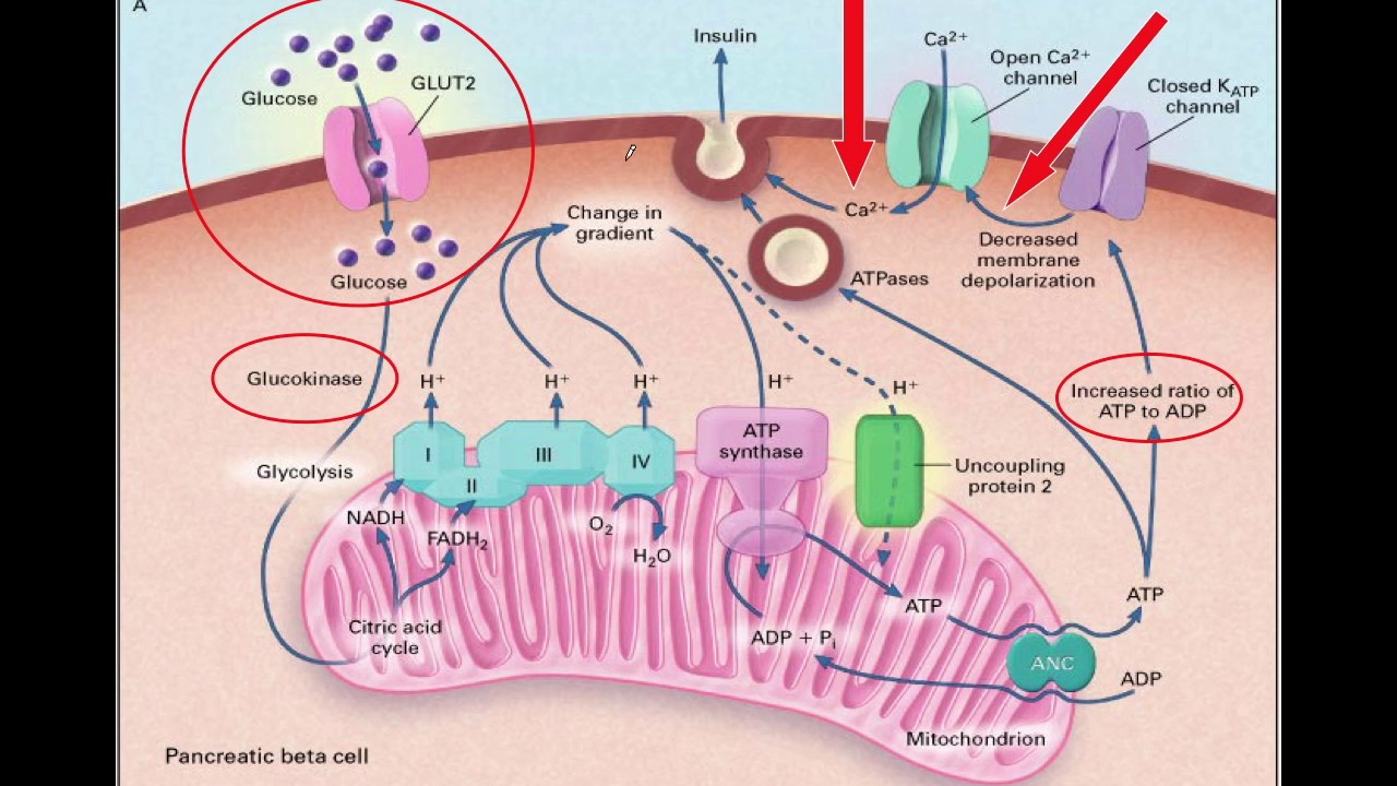 Fisiologia e Fisiopatologia Do Diabetes