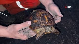 Yanan kaplumbağayı ekipler böyle kurtardı