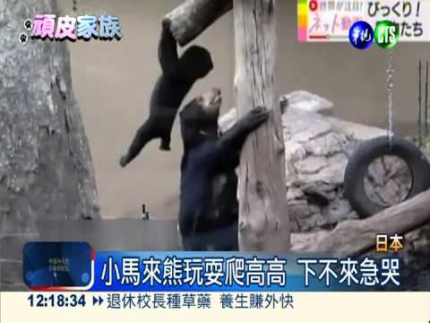 上得去下不來! 小馬來熊困樹上