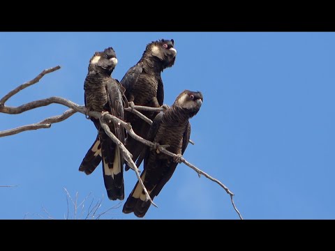 Video Kakadu Carnabyho