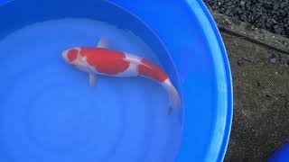 video van Sandan Maruten Kohaku KO-V23-03299