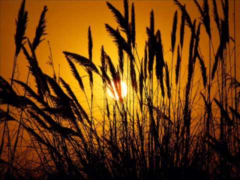 Ada Szulc - Fields of Gold