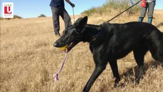 Scat detection dogs help tell story of endangered  lizards