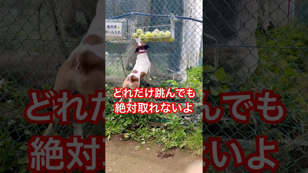 無謀な連続ジャンプ