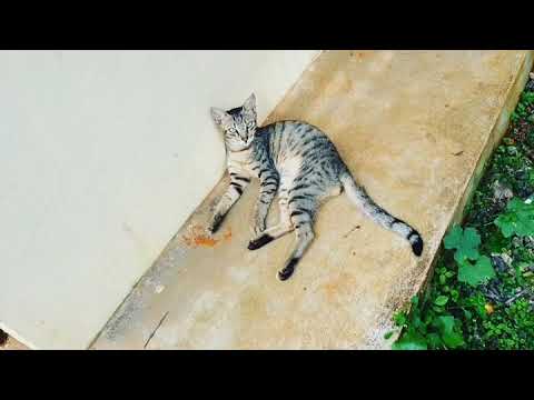 Drunken cats(Hilarious! 🤣)