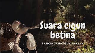 Download lagu suara ciblek gunung (cigun) betina pas untuk pancingan cigun jantan malas bunyi. #cigunindonesia mp3 Download lagu suara ciblek gunung (cigun) betina pas untuk pancingan cigun jantan malas bunyi. #cigunindonesia mp3