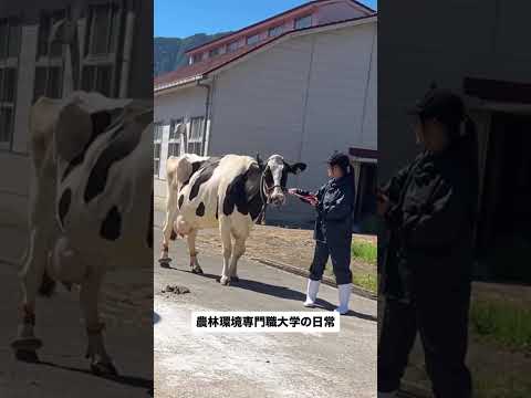 農林環境専門職大学の日常② #動物 #現代農業