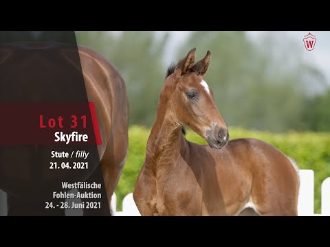 Westfälische Fohlen-Auktion Lot 31 Skyfire Stute v. So Perfect - Royal Classic