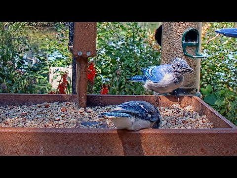 Bald Blue Jay Joins Fully-Feathered Friends At Cornell Feeders | August 15, 2025