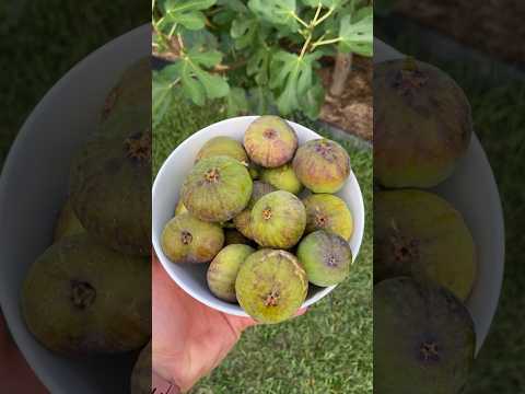 You’re CRAZY If You Don’t Grow This Fig!