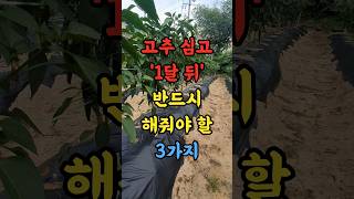고추 심고 1달 뒤 반드시 해줘야 하는 3가지