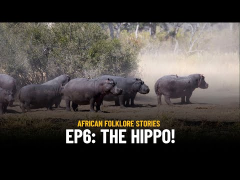 African Wildlife Folklore Stories |  Ep. 6: The Real Reason Why Hippos Scatter Their Poo!