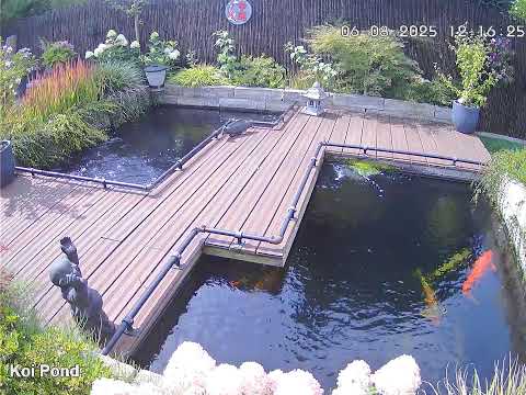 Livestream - Koi Pond - AyEmEl