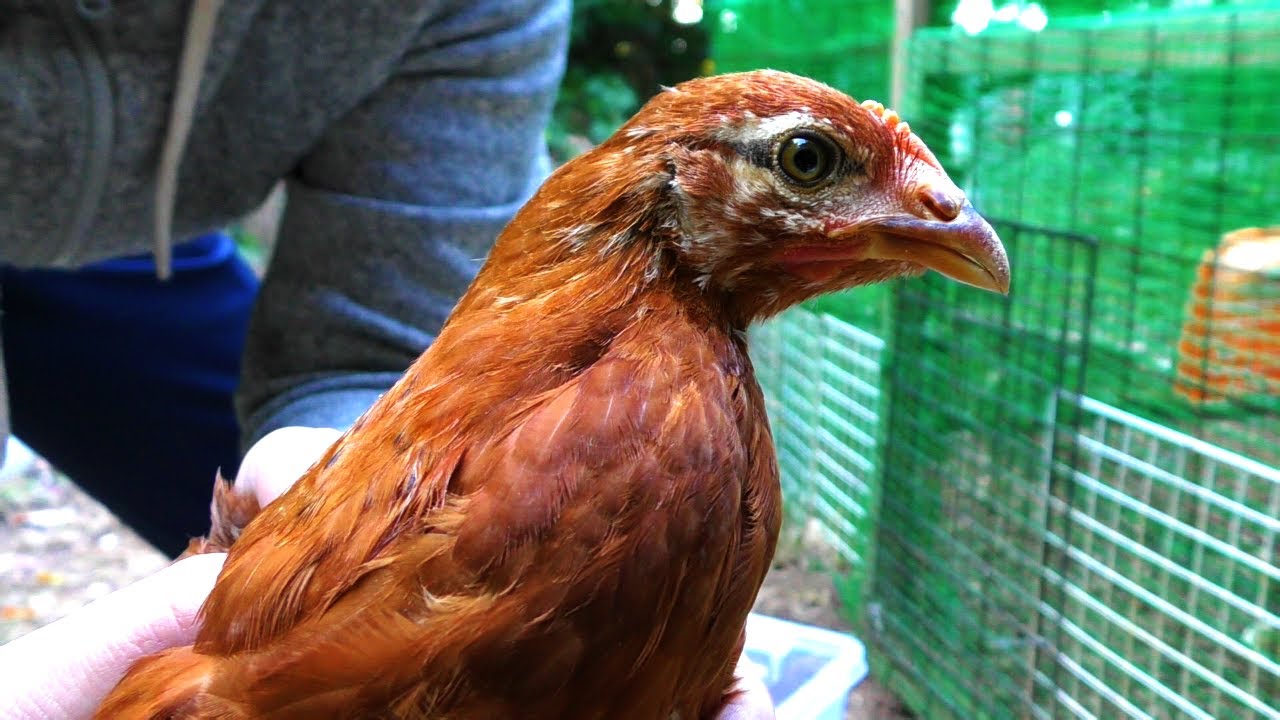 ニワトリをウズラ小屋に入れると・・・　養鶏　養鶉　うずらが襲撃されたかも・・・