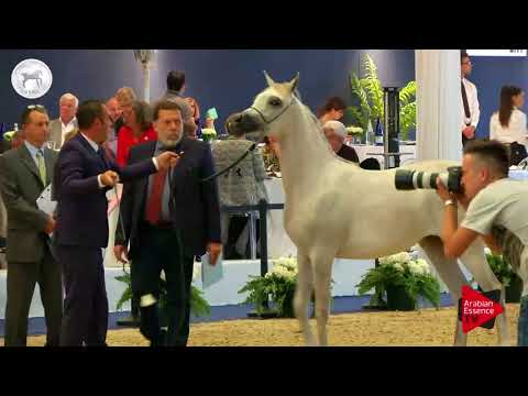 N.16 MEHAIRJA AL RAYYAN - SEWC 2017 - Yearling Fillies (Class 1B)