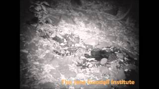 preview picture of video 'First sighting of Johnston´s Genet in Senegal'
