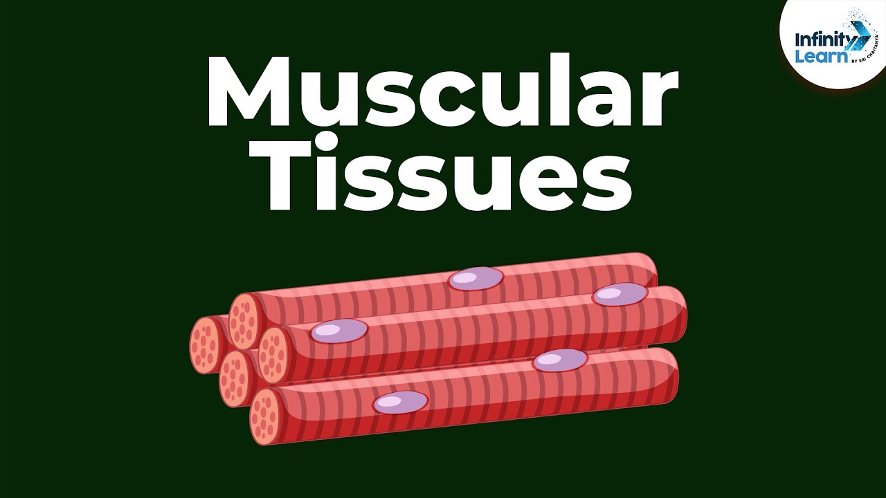 What are Muscular Tissues? | Don't Memorise