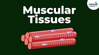 What are Muscular Tissues? | Don't Memorise