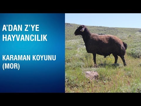 , title : 'A'dan Z'ye Hayvancılık - Karaman Koyun Irkı'