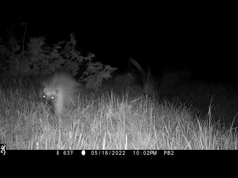 North American Porcupine Sioux County Nebraska 5.18.22 1002pm