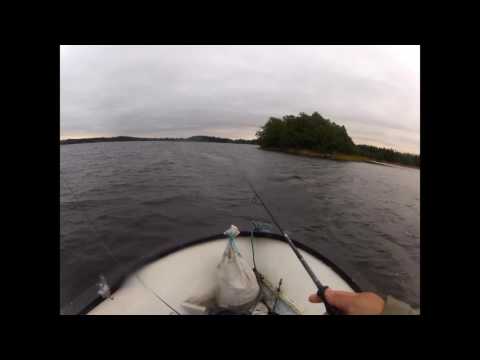 Nyt on kala syönnillä! Ahvenen jiggausta Spintubella.