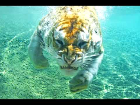 DJ CO CO BEAT - Boom Boom megamix