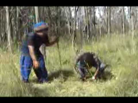 Jah Lion   Alma Rasta