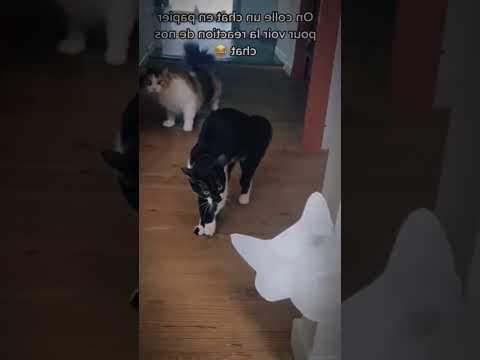 Cat prank cats are afraid of fake cat